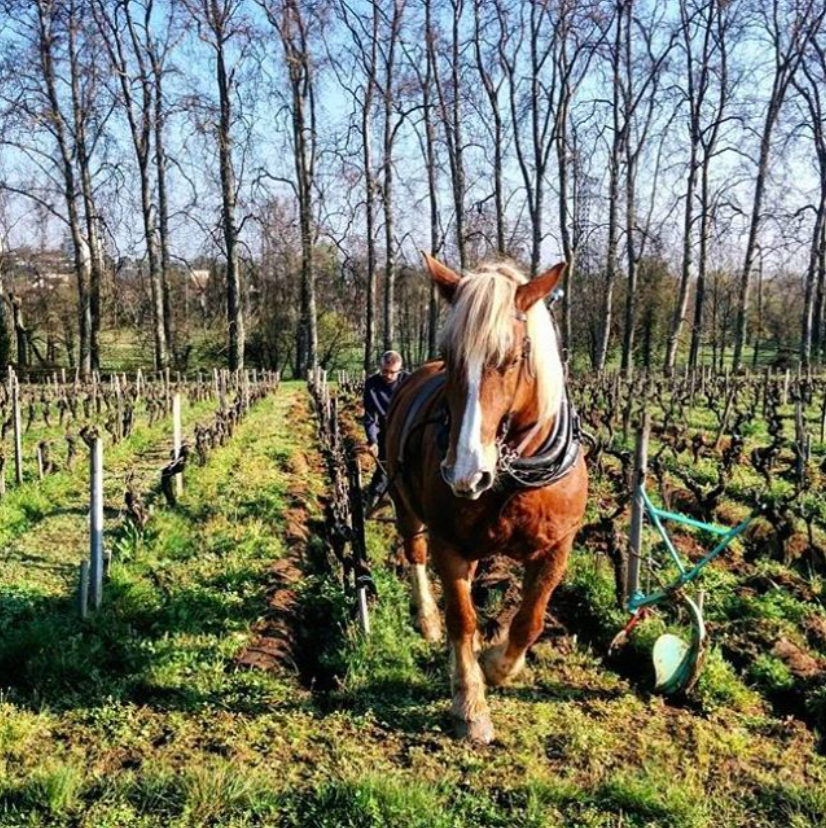 Vignes-Cheval-Biodiversité-Faune