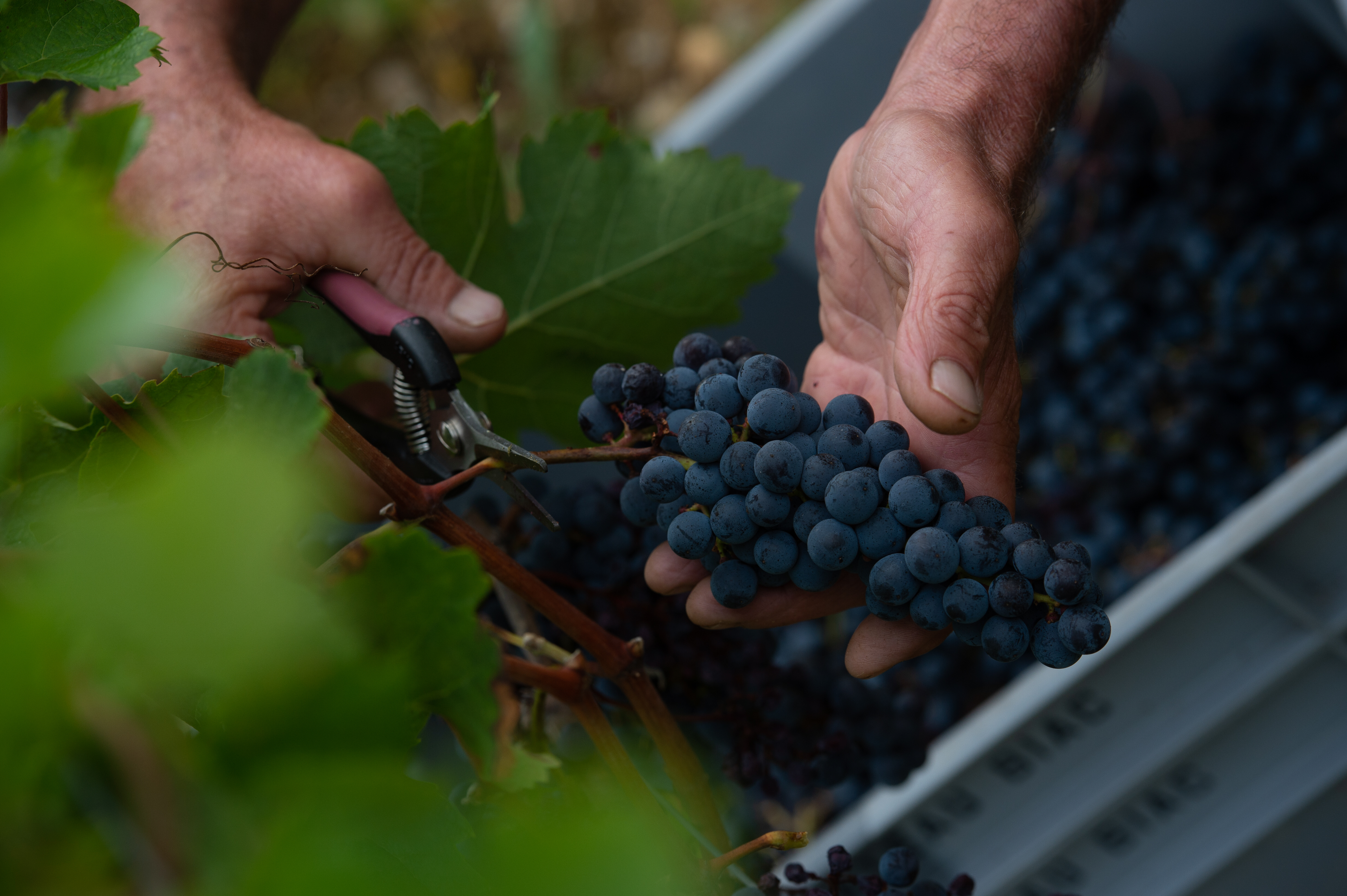 raisin mûres vignoble