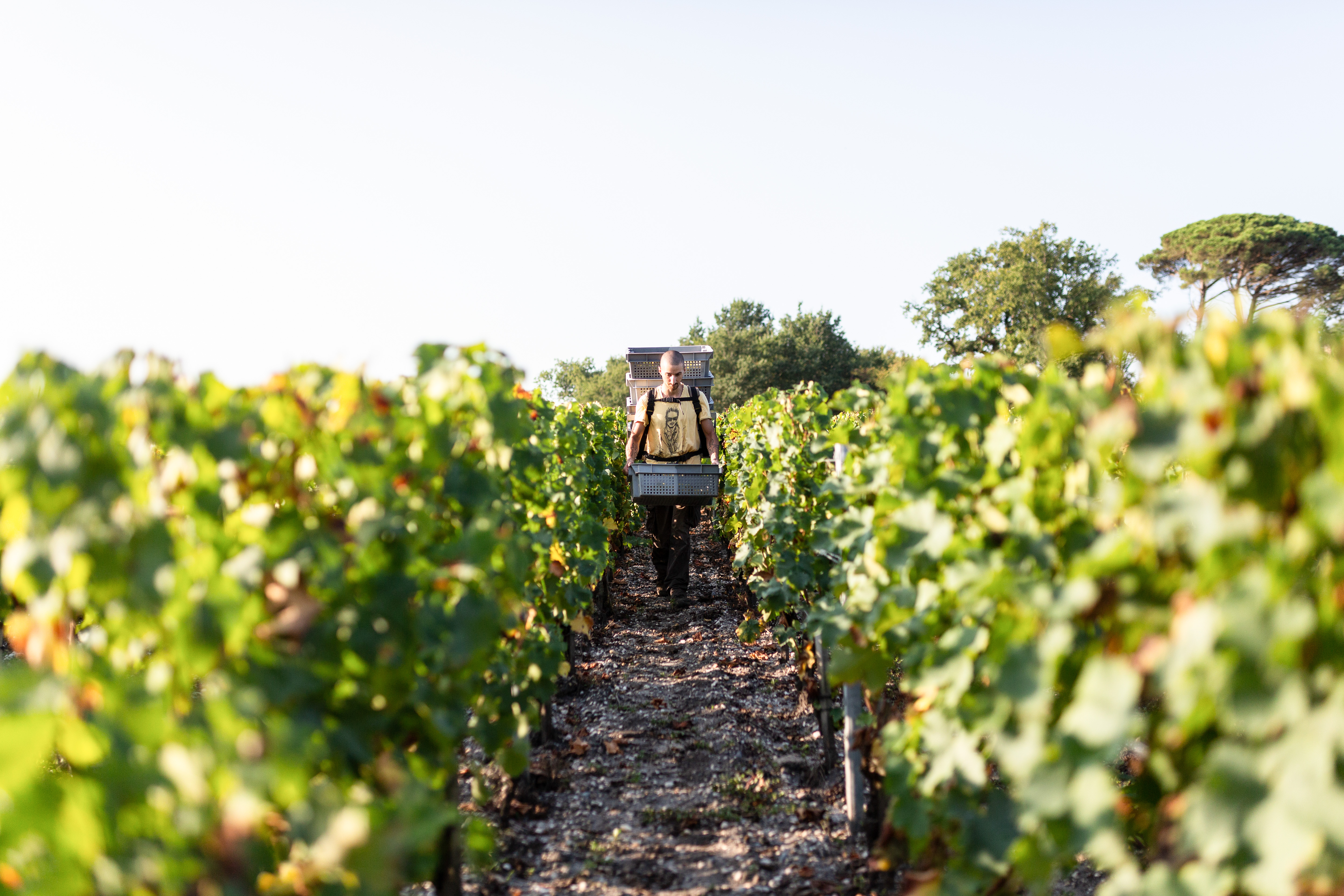 vignoble vins millésime