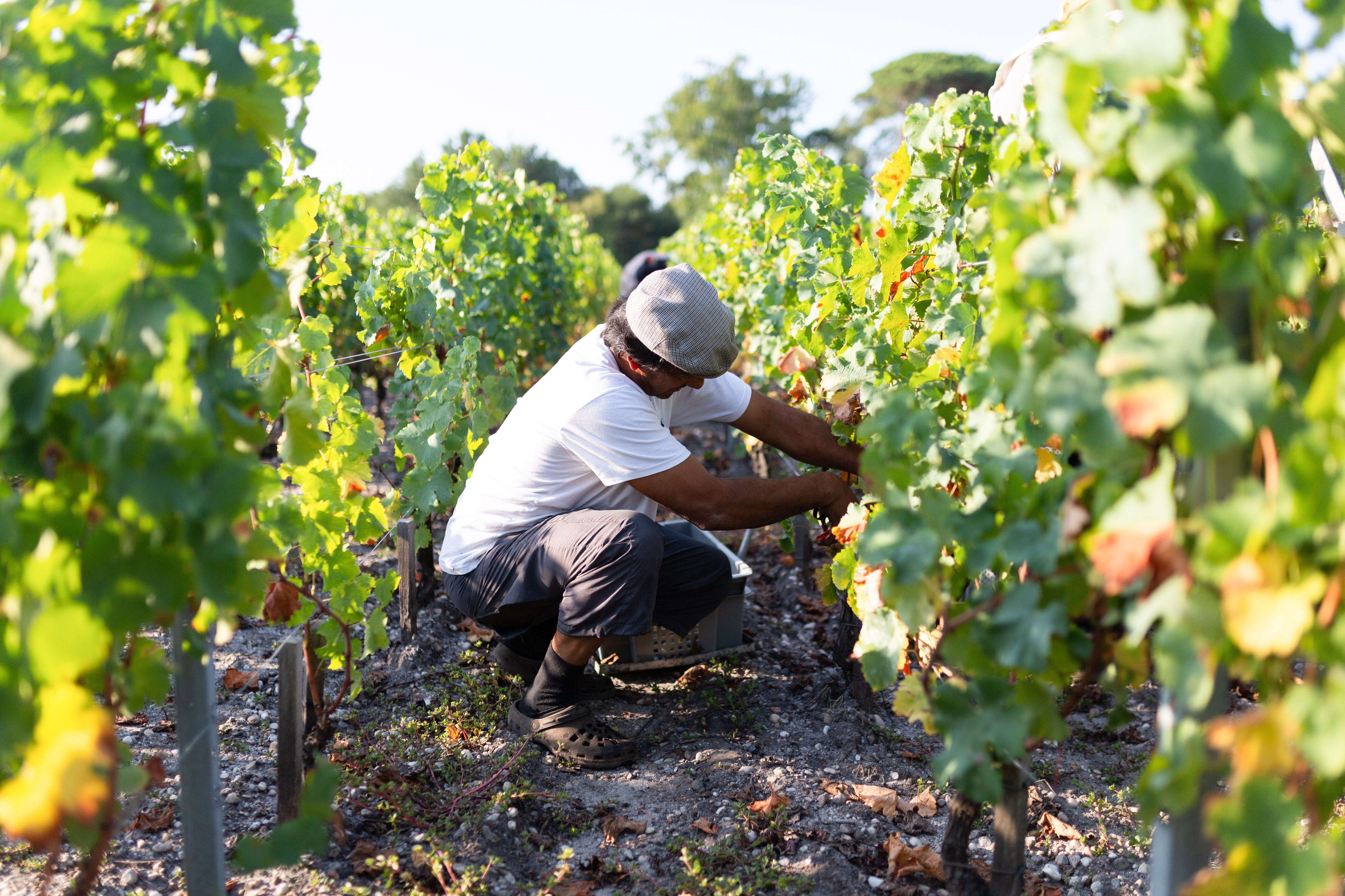 vignoble vins millésime 