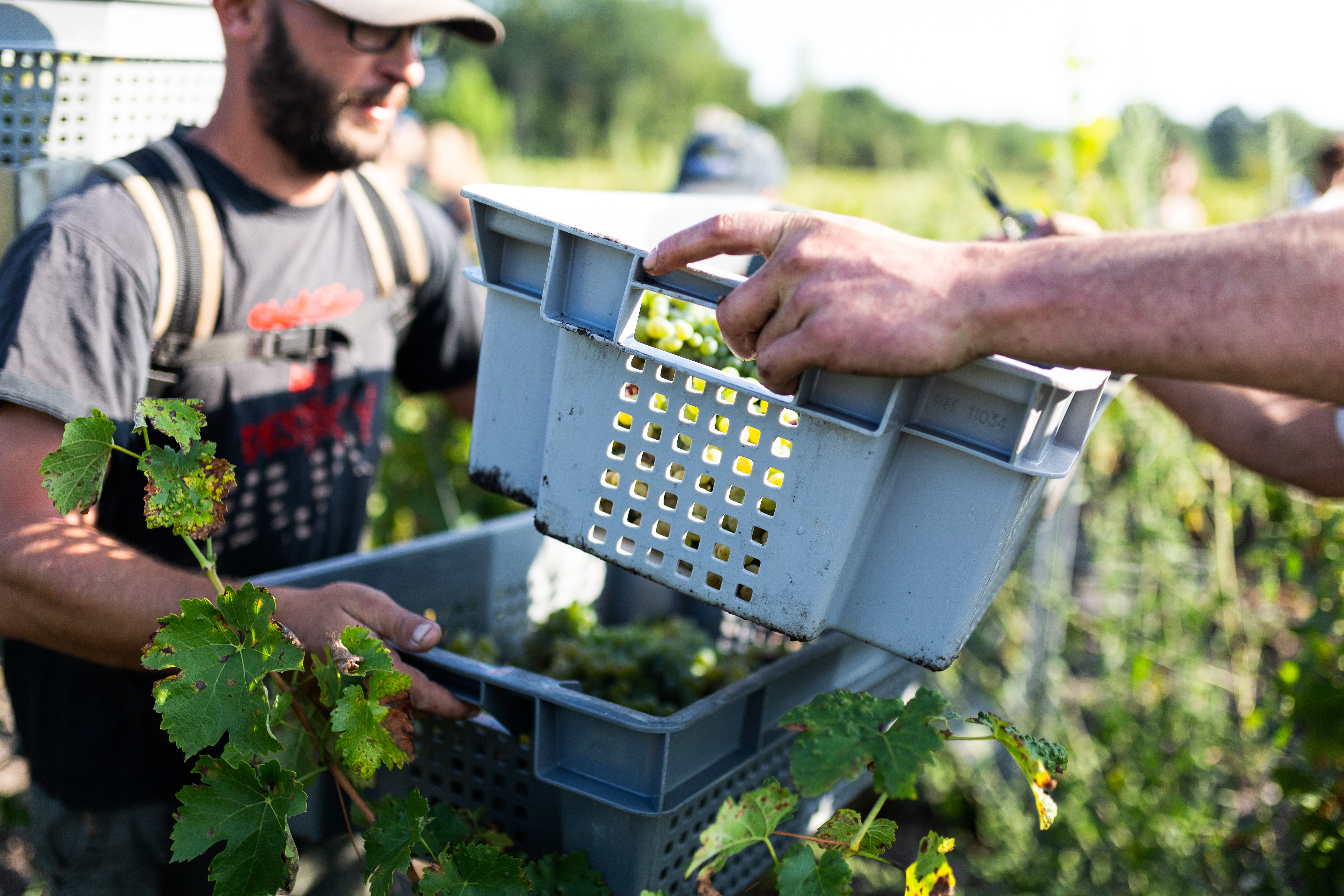 vignoble vins millésime